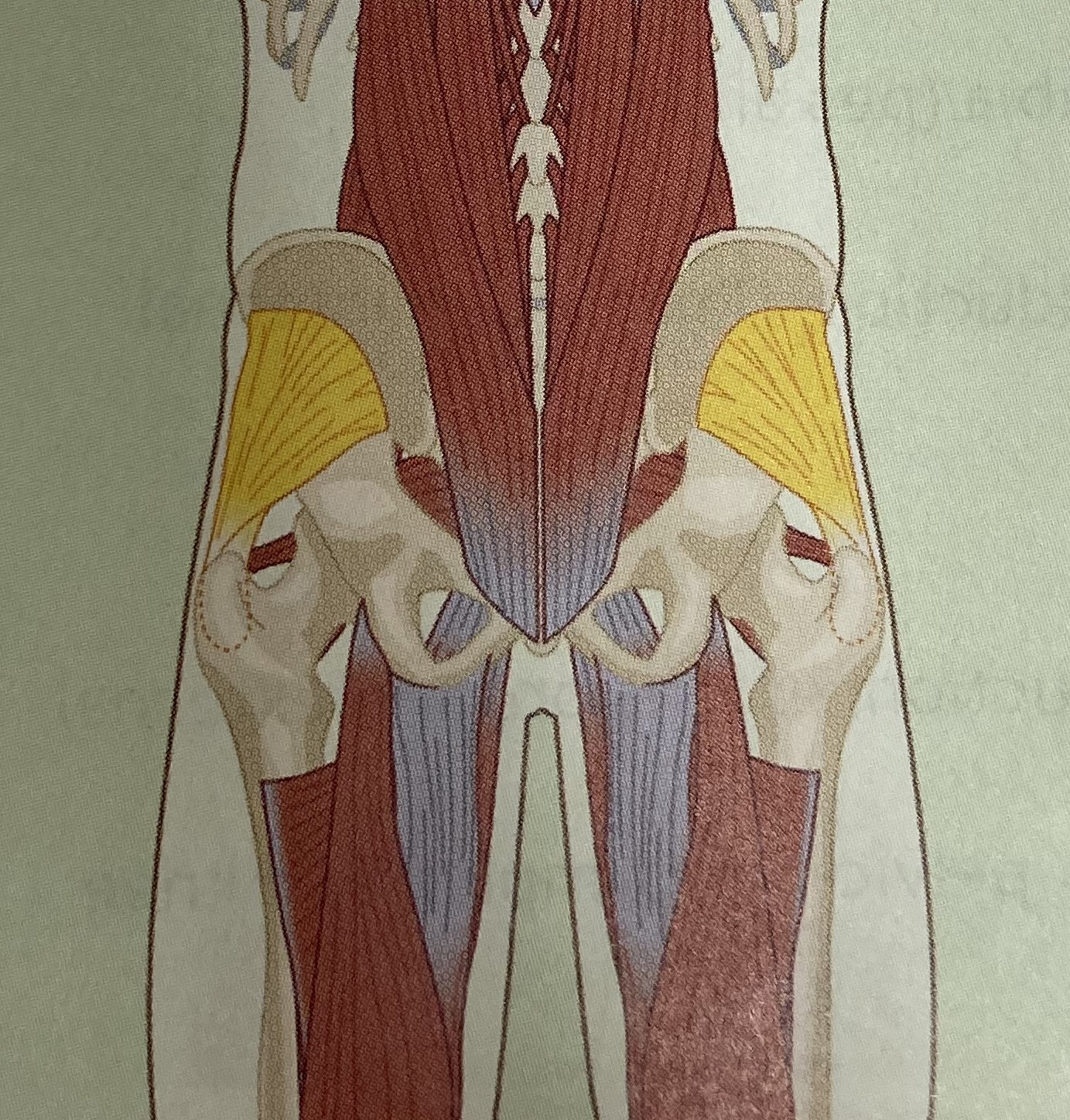 <ul><li><p>category: hip musculature</p></li><li><p>origin: illium of the pelvis</p></li><li><p>insertion: trochanter of the femur</p></li><li><p>isolated function: concentric hip abduction and internal rotation</p></li><li><p>integrated function: eccentric hip adduction and external rotation</p></li><li><p>stabilizes the LPHC</p></li></ul><p></p>
