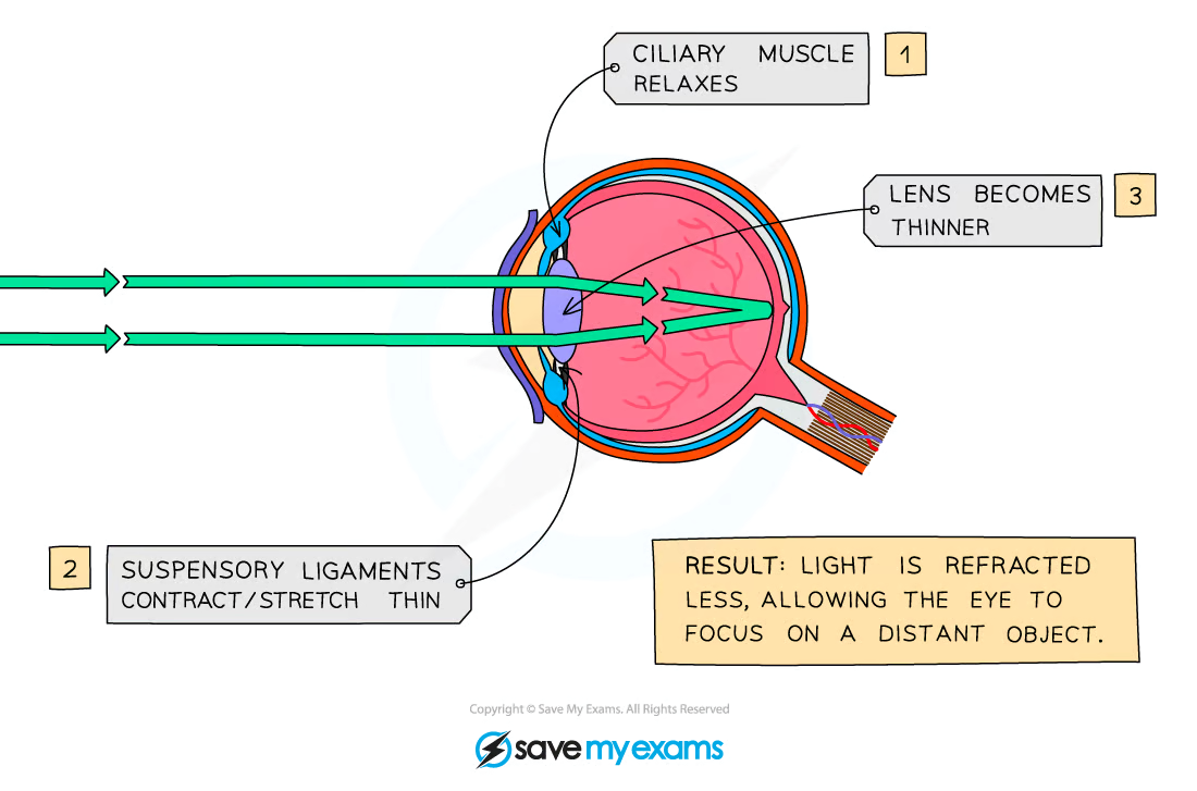 <ul><li><p>When an object is far away:</p><ul><li><p>the <strong>ciliary muscles relax</strong></p></li><li><p>the<strong> suspensory ligaments tighten</strong></p></li><li><p>the suspensory ligaments pull on the lens, causing it to become <strong>thinner</strong></p></li><li><p>light is refracted less</p></li></ul></li></ul><p></p>