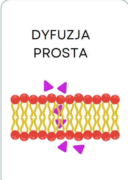 <p>DYFUZJA PROSTA</p>