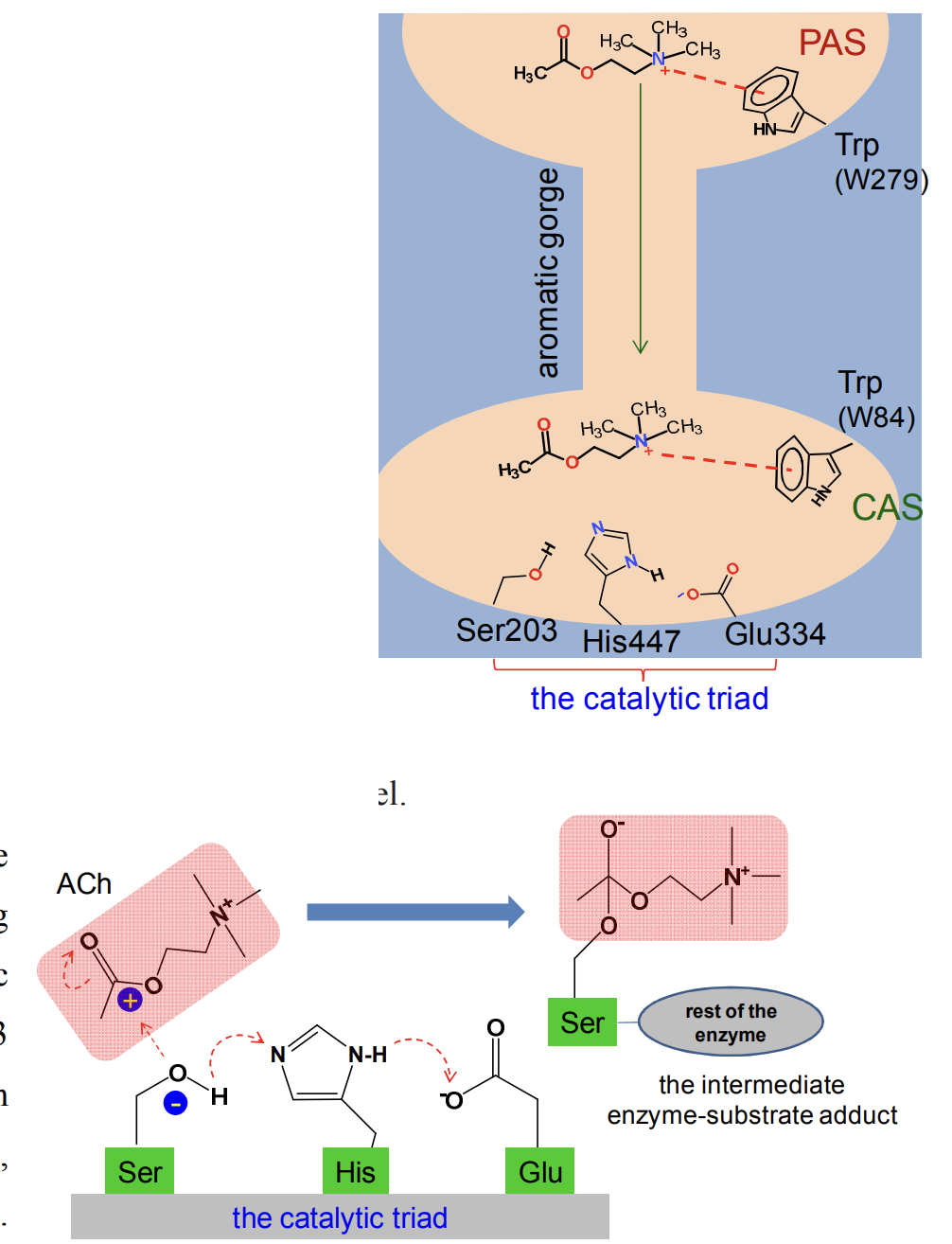<p>-The catalytic site lies at the base of a deep and narrow tunnel named the aromatic gorge. </p><p>-At the entrance to this gorge, there is a peripheral anionic site (PAS) where ACh is initially recognised as the substrate. </p><p>-One of the key interactions here is a cation- interaction between a specific tryptophan residue (W279 for mammalian AChE) and the charged nitrogen of ACh. </p><p>-After being ‘captured’ this way, ACh is then rapidly pushed down the gorge to the active site, primarily through cation- interactions with &gt;10 conserved aromatic residues lining the tunnel. </p><p>-After reaching the base of the gorge, ACh binds to the catalytic anionic site (CAS) for proper positioning against the catalytic triad consisting of specific glutamate, histidine and serine (Glu334-His447-Ser203 for human AChE). </p><p>-These three residues are arranged in such a way that the -OH group of the serine loses H, turning O into electron rich or a nucleophile (-Ser-O- ). </p><p>-This allows covalent bonding with the acetyl moiety of ACh to form an intermediary acetyl-enzyme conjugate. </p><p>-From this intermediate, choline is released and remaining acetate-Ser (enzyme) bond is spontaneously hydrolysed to release acetate and regenerate the enzyme. </p><p>-This enzymatic reaction is one of the fastest and most efficient ones known in biology</p>