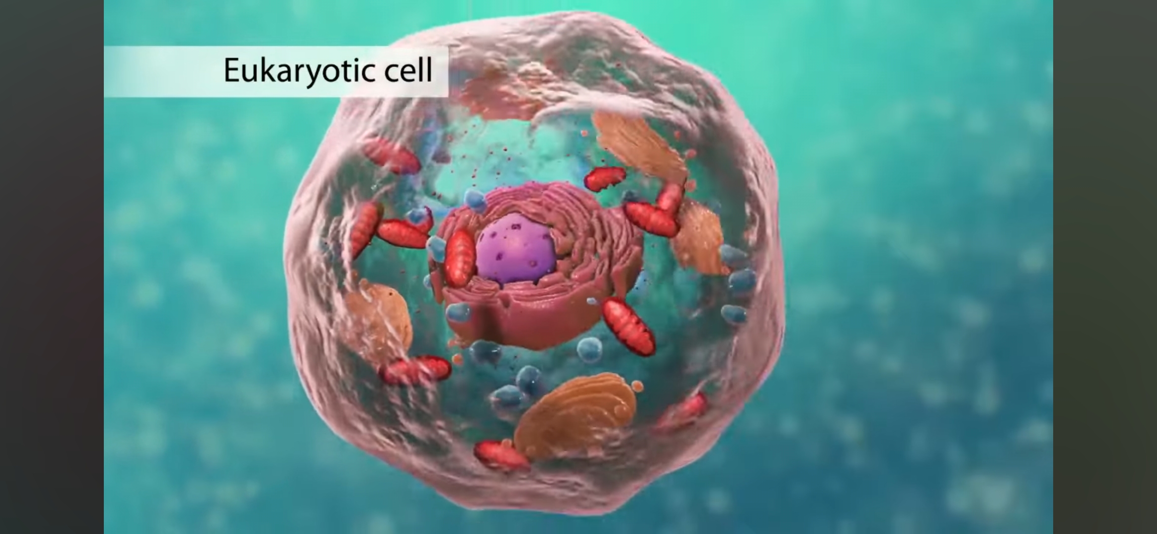 <p>eukaryota</p>