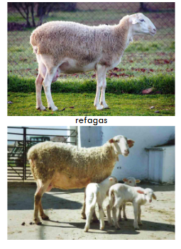 term image