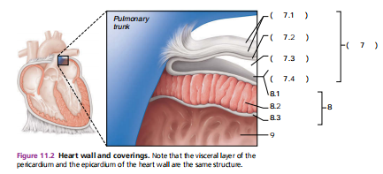 <p>(7) a covering of the heart made up of three layers (an outer fibrous layer and inner serous membrane pair (parietal and visceral serous layer)</p>