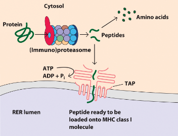 <ul><li><p>proteosome degrades Ag into aa (to be recycled) and into peptides</p></li><li><p>some of the peptides go through TAP (ATP dependent manner) into RER lumen</p></li><li><p>in RER lumen the peptide is ready to be loaded onto MHC class 1 molecule (with the help of chaperones to prevent peptide degradation in RER)</p></li></ul>