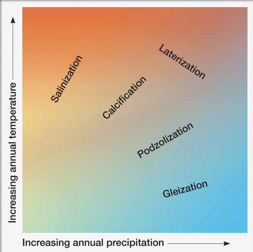 <p><strong>pedogenic processes</strong></p>