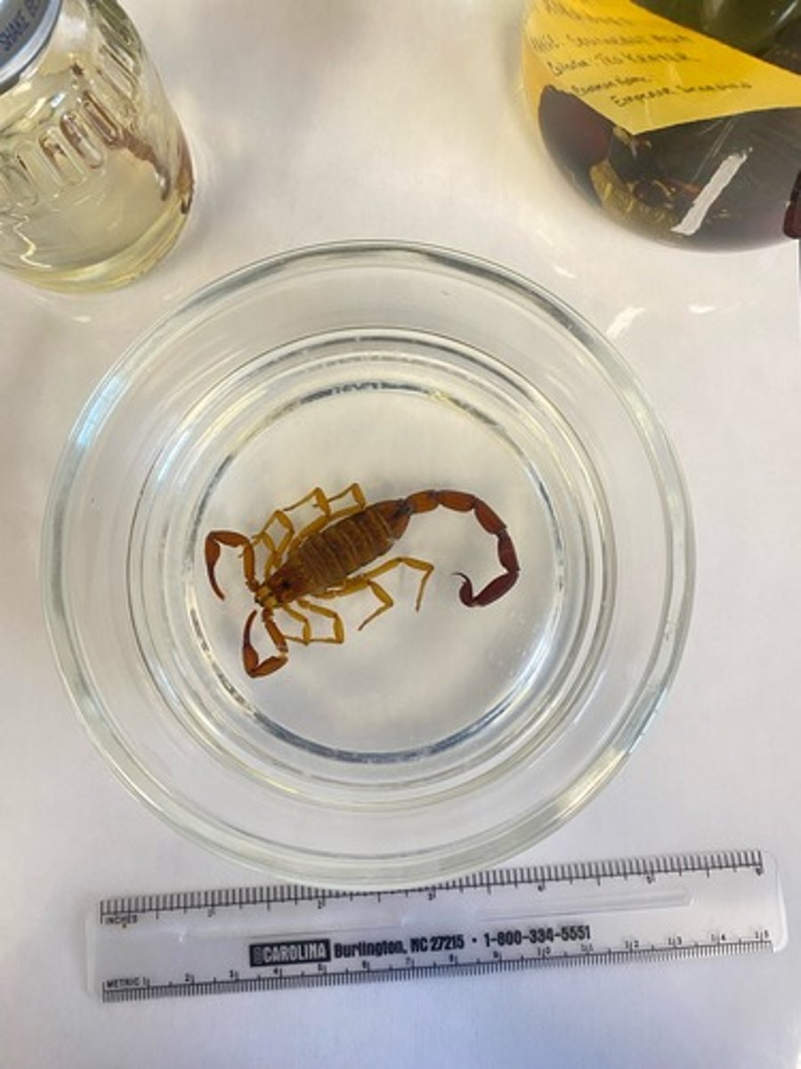 <p>What class is this organism in?</p>