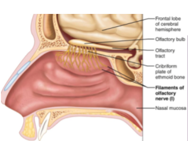 <p>Sensory nerve of smell</p>
