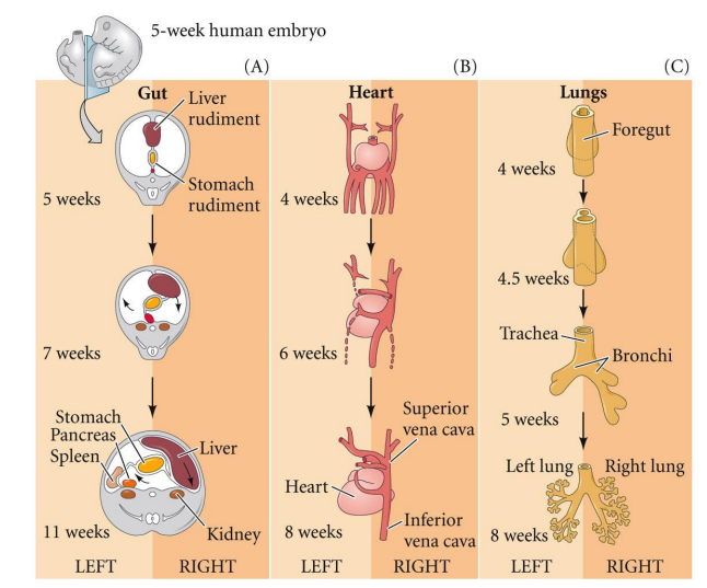 <p>Left right asymmetry in the dev mammal, not a question</p>