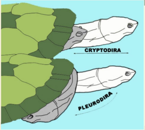 <p>Cryptodira: striaght </p><p>Pleurodira: sideways</p>