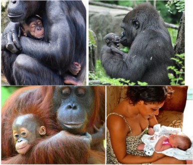 <p>Hominids include all primates in the primary evolutionary tree:<br>Humans, chimpanzees, gorillas, orangutans, and gibbons</p>