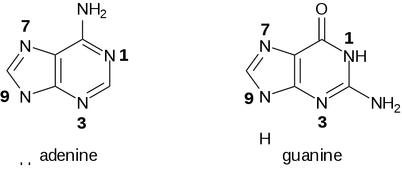 Adenine and Guanine
