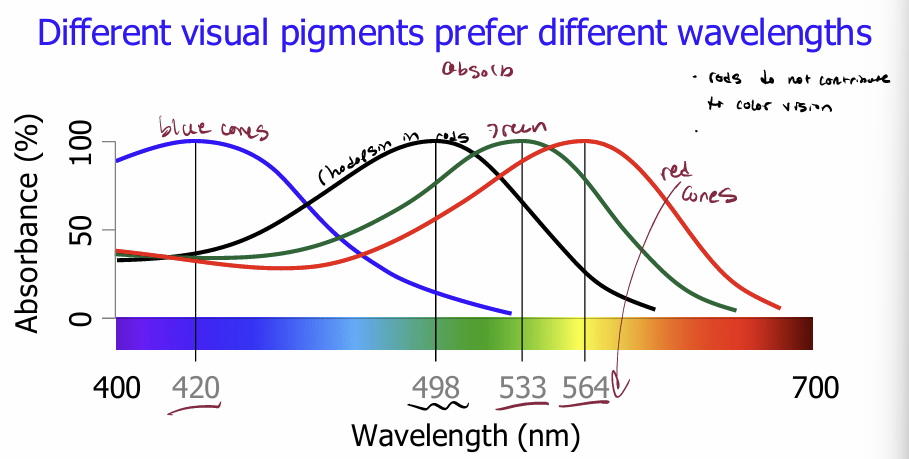 <p>different wavelengths</p>