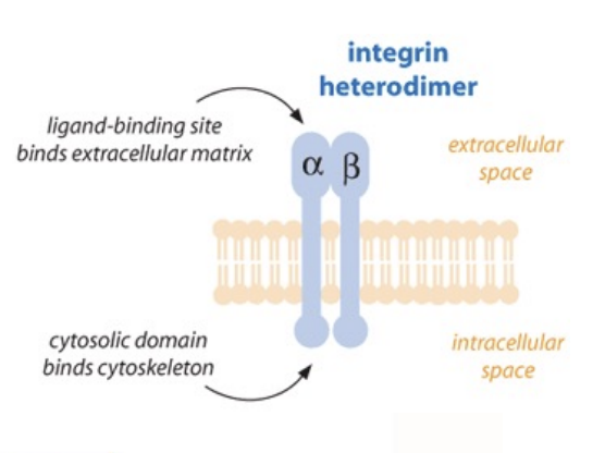 <p>Heterodimeric - a and b chains</p>