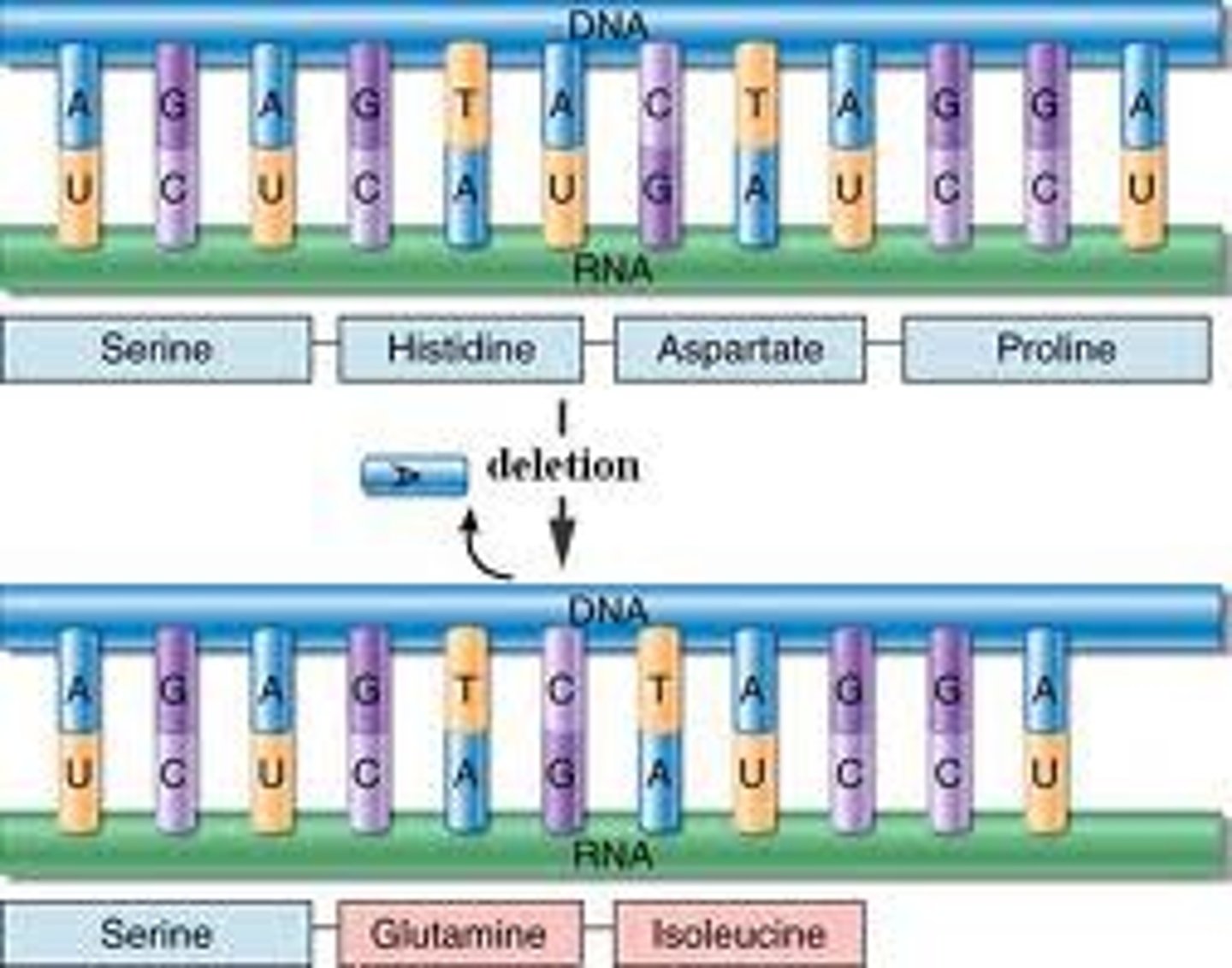 <p>insertions and deletions</p>