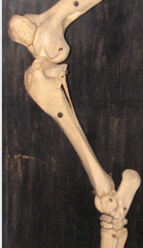 <p>van welk dier is dit de tibia en de fibula</p>