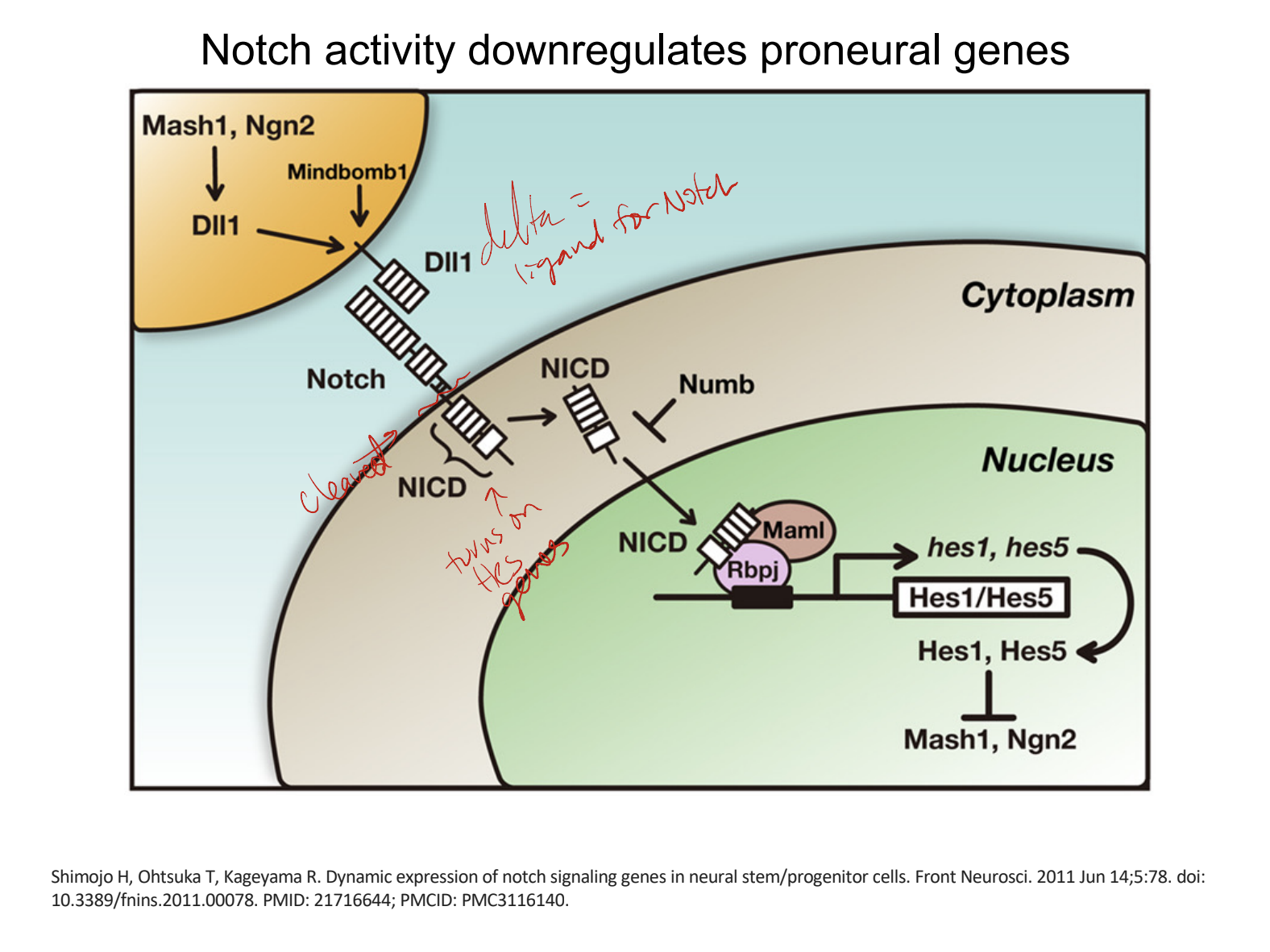 notch pathway