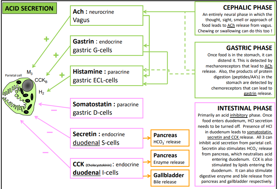 <ol><li><p>Cephalic - brain</p></li><li><p>Gastric - stomach</p></li><li><p>Intestinal - intestines</p></li></ol><p></p>