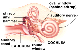 <p><strong><u>Audition (Mod 20)</u></strong></p><p>Membrane-covered opening from the middle ear to the cochlea of the inner ear. </p>