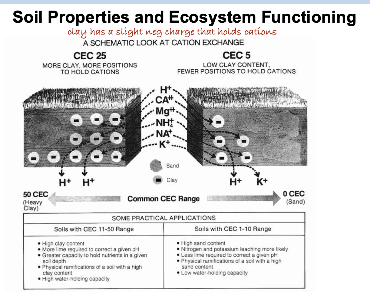 <p>D. Soil D</p><p>Cuz its clay?</p>