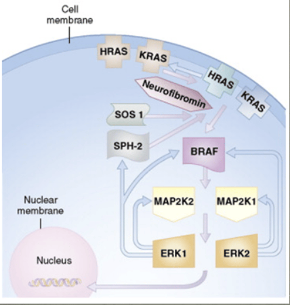 <p>RAS-MAPK signaling pathway. group of conditions are called RAS-opathies </p>