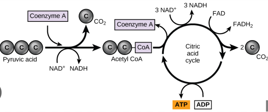 <p>if oxygen is present, the pyruvate enters a mitochondrion (eukaryotic cells)</p><p>pyruvate is oxidized into acetyl coA</p><p>acetyl coA is used to make citrate in the citric acid cycle</p><p>CO2 is released as waste</p><p>electrons are transferred to carriers (NADH)</p><p>starting materials: pyruvate, coenzyme A, NAD+</p><p>end products: acetyl CoA, CO2, NADH</p>