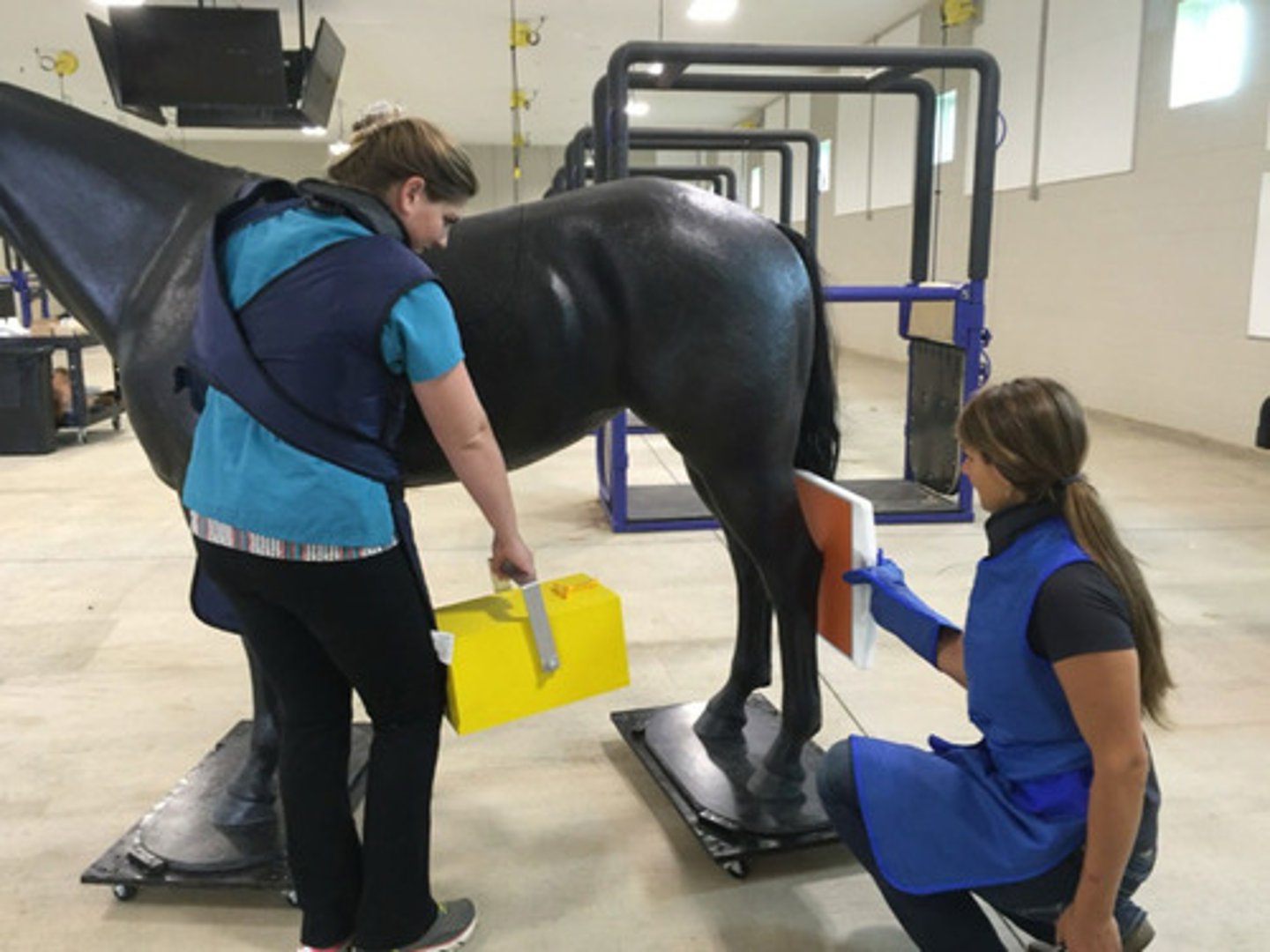 <p>When taking a radiograph, remember to always use R vs L markers. Views can be taken lateral or dorsal, but they are always [dorsal/lateral] when that's on option. Label hind vs fore if the hock/carpus are not in view.</p>