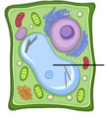 <p>used for storage within the cells, larger in plant cells; used for nutrients, waste, etc</p>
