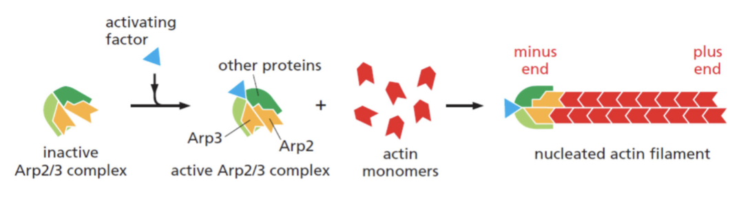 <p>the lag phase can be ____________ entirely if premade nuclei, such as fragments of already polymerized microtubules or actin filaments, are added.</p><p>Example: Arp2/3 complex allows immediate polymerization without a nucleation step</p>