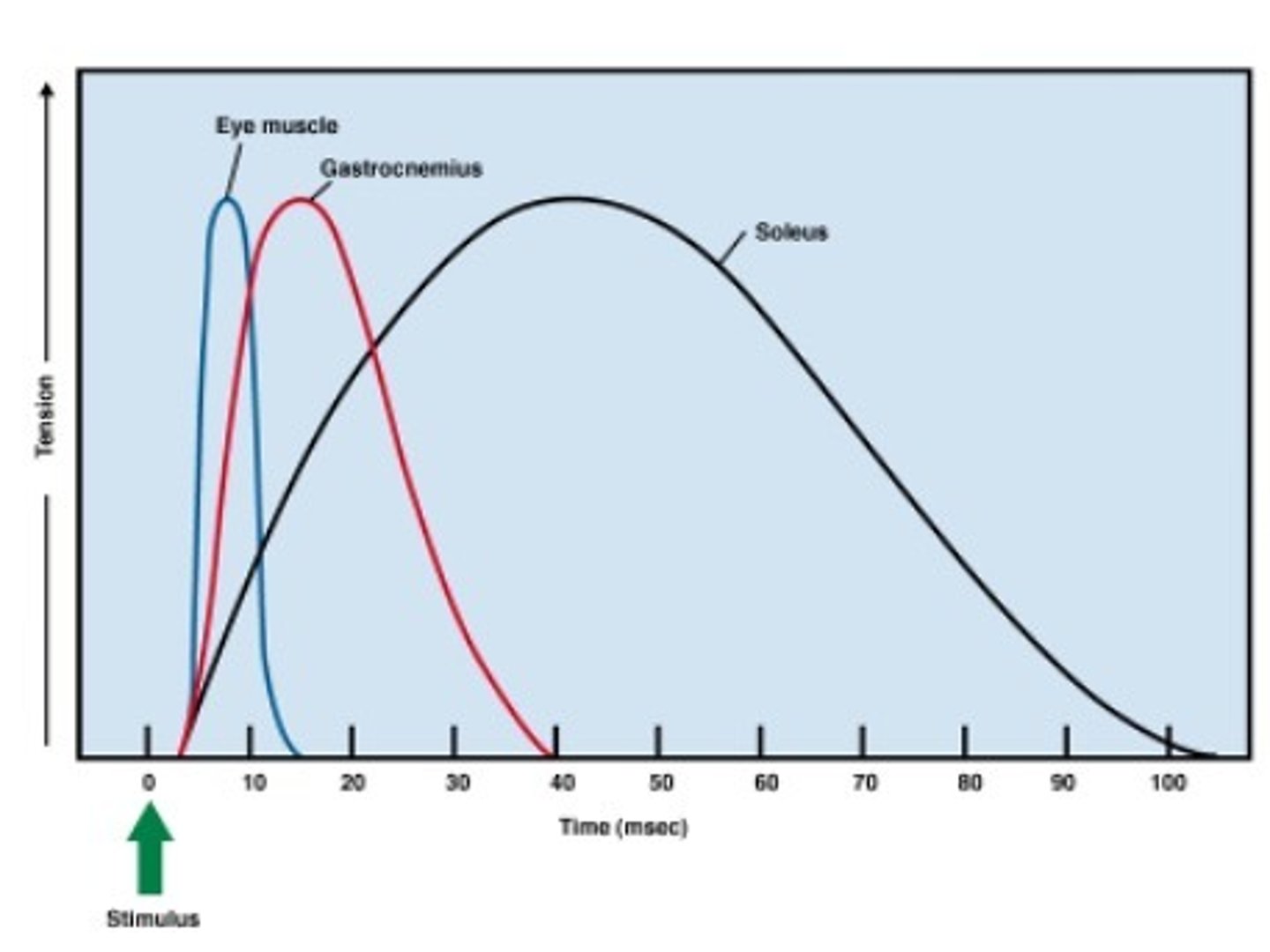 <p>Durations of contractions are vary for different types of skeletal muscles</p>
