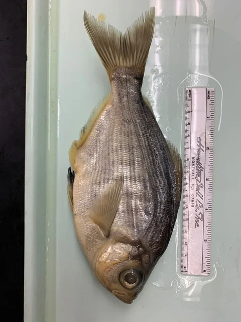 <p>What fish is this?</p>