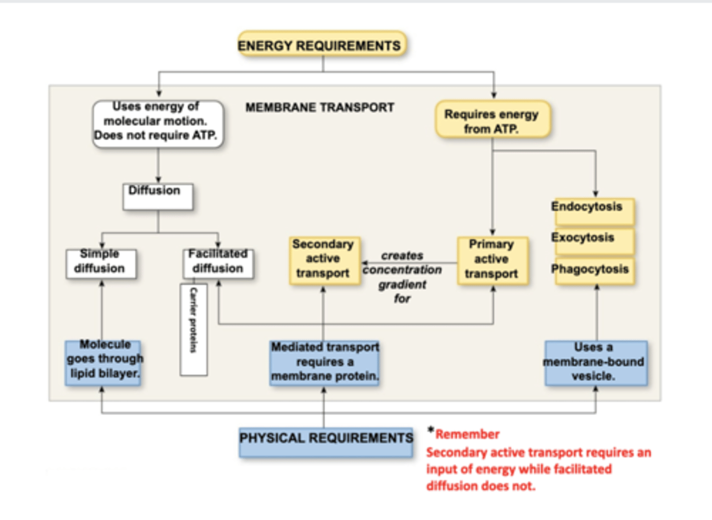 <p>What are the <strong>three transport mechanisms</strong> of <strong><em>active</em></strong> transport?</p>