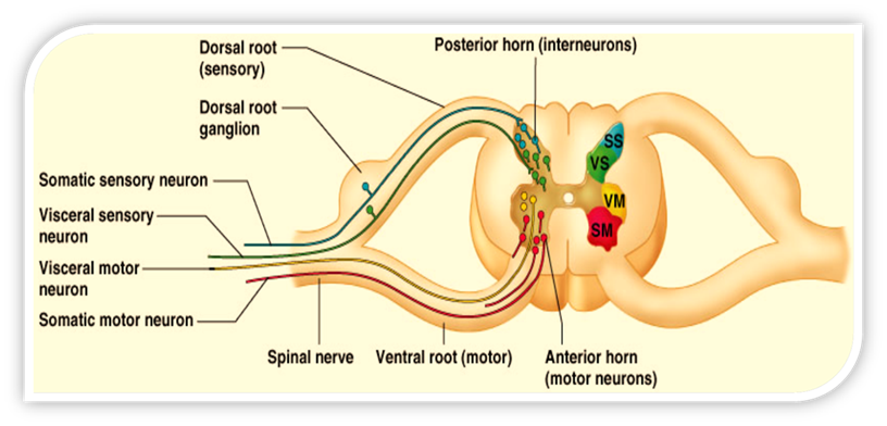 <ul><li><p>Motor roots</p></li><li><p>“Ventral half” </p></li></ul><p></p>