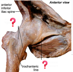 <p>Identify the capsular ligaments of the hip joint </p>