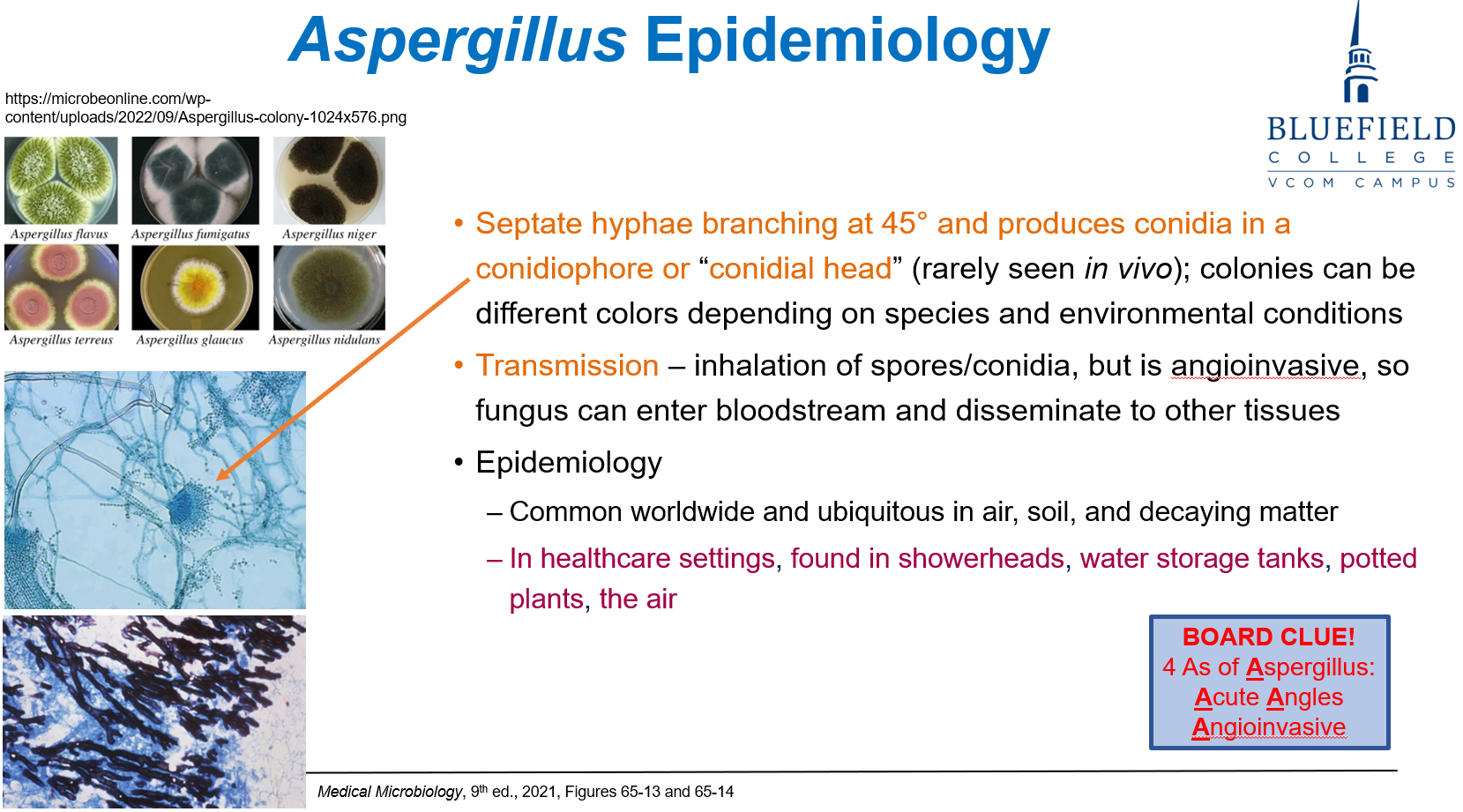 <p>C. Water tanks and potted plants<br></p><p><em>Aspergillus</em> thrives in <strong>damp, organic environments</strong> like <strong>plants</strong>, <strong>tanks</strong>, and <strong>humidifiers</strong>.</p>