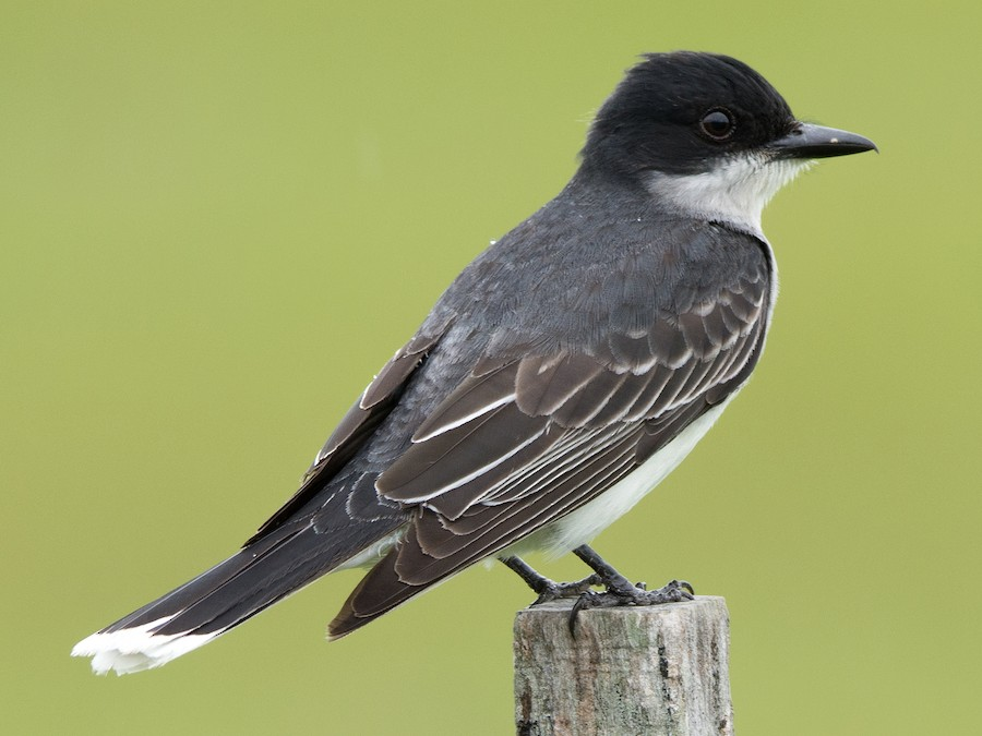 <p>Eastern Kingbird</p>