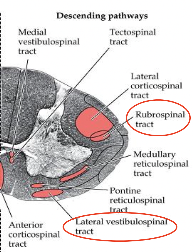 <p>located in the <strong><em>lateral portion of the SC</em></strong> to synapse on <strong><em>lateral motor nuclei in the anterior horn</em></strong> (<u>distal</u> musculature)</p><p>1) lateral corticospinal tract</p><p>2) rubrospinal tract</p>