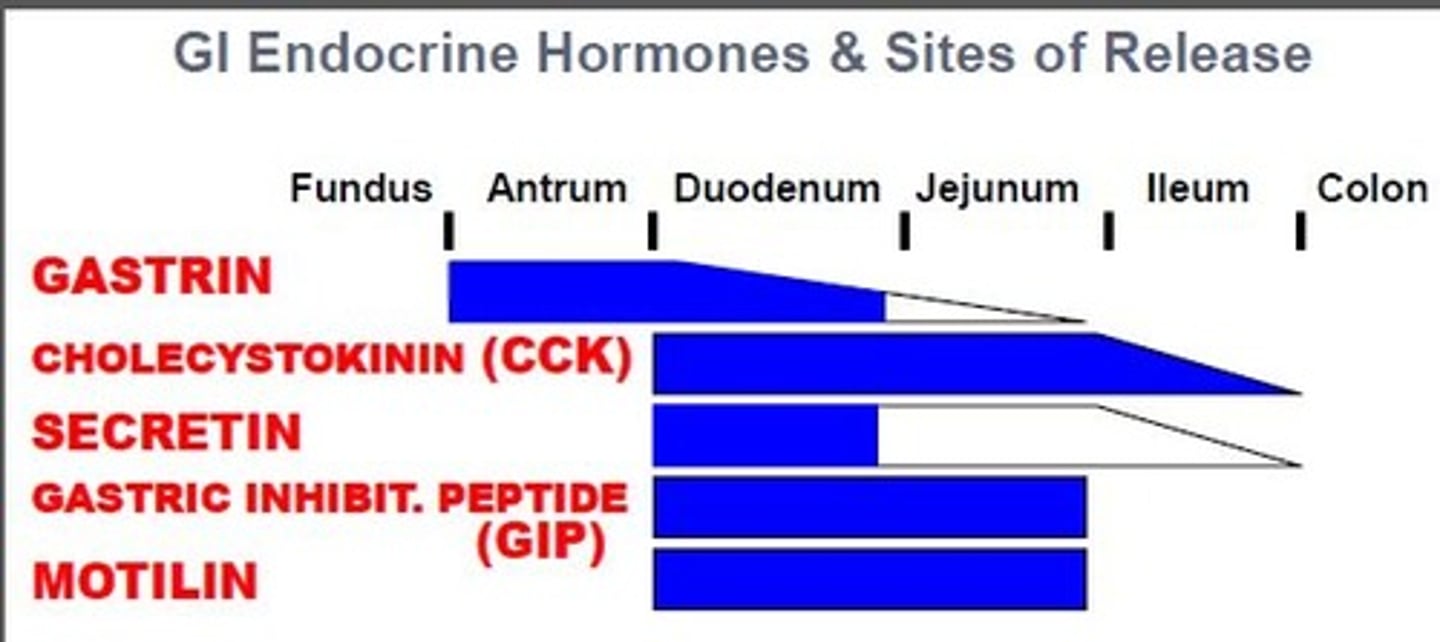 <p>Duodenum &amp; Jejunum</p>