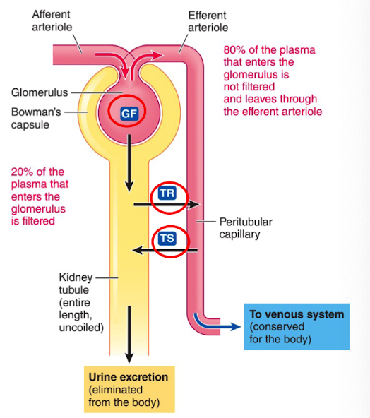<p>selective movement of non filtered substances from the peritubular capillaries into the tubular lumen (amount secreted)</p>
