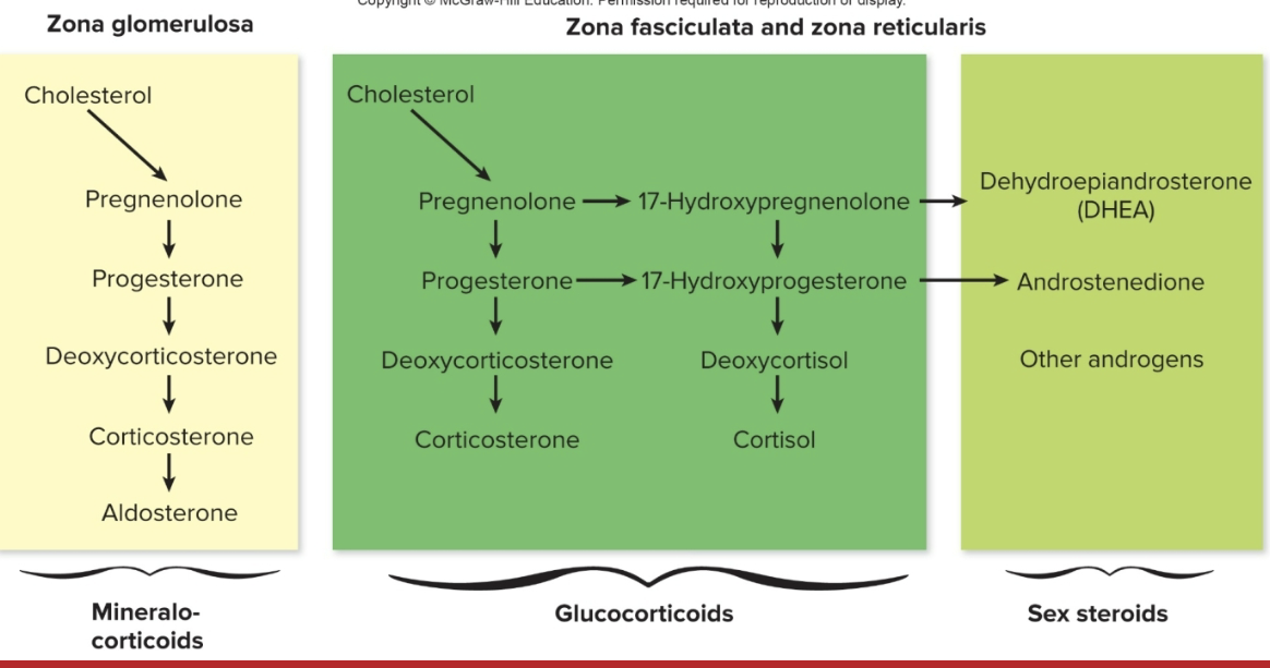 <ul><li><p>from the <strong>zona reticularis</strong></p></li><li><p>are&nbsp;“weak” sex hormones that supplement those made in gonads</p></li><li><p>ex:<strong> DHEA</strong></p></li></ul><p></p>