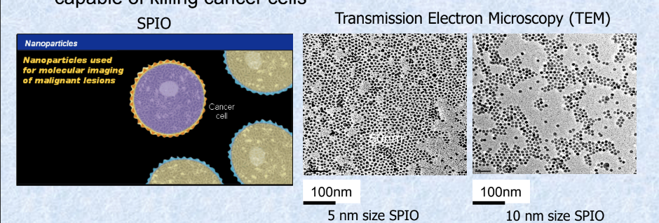 <ul><li><p>SPIO nanoparticles have been used extensively as <u>contrast agents for MRIs</u></p></li><li><p>SPIO nanoparticles should also allow the targeting of attached vectors to desired locations by the application of <u>magnetic fields</u></p></li><li><p>SPIO nanoparticles have shown promise as <u>miniaturized heaters capable of killing cancer cells</u></p></li></ul><p></p>