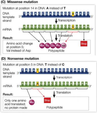 <p>Non-synonymous mutations: </p><p>Missense mutations - substitution of nucleotide in DNA sequence results in a sense codon triplet encoding for a different amino acid, may result in gain of function or loss of function in the synthesised protein</p><p>Nonsense mutations - substitution of nucleotide in DNA sequence results in codon triplet encoding for a stop codon, results in a shortened protein</p>