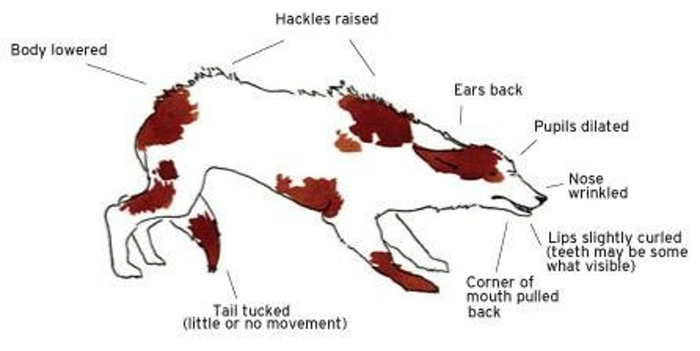 <p>Body posture is tense with weight shifted back, tail is stiff or low, ears are pulled back, mouth may be hard with growling or snarling, and eyes show vigilance with dilated pupils.</p>