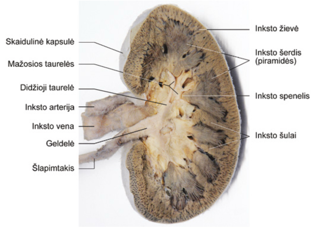 <p>10-12 piramidziu, kuriu virsunes/ speneliai nukreiptos i inkto anti.</p>