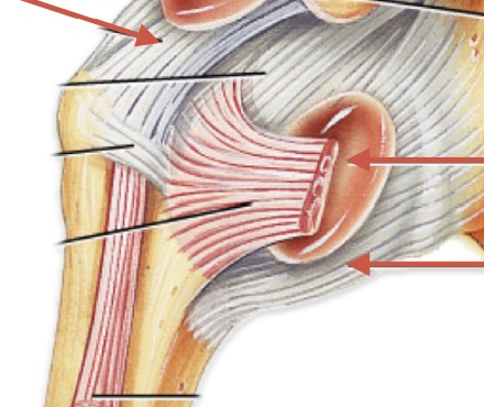 <p>Which bursa of the shoulder is located between the subscapularis muscle and the scapula bone?</p>