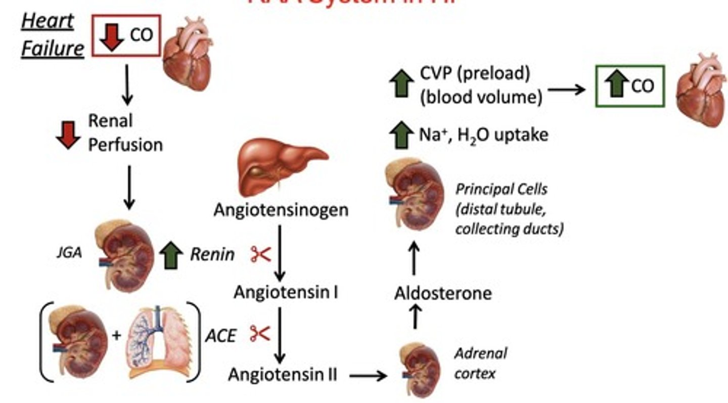<p>RAAS activation leads to:</p><ul><li><p>decreased cardiac output</p></li><li><p>renal perfusion</p></li><li><p>increased renin</p></li><li><p>angiotensin II-induced vasoconstriction</p></li><li><p>aldosterone-mediated sodium and water retention.</p></li></ul><p></p>