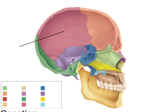 Which cranial bone is indicated in the figure?