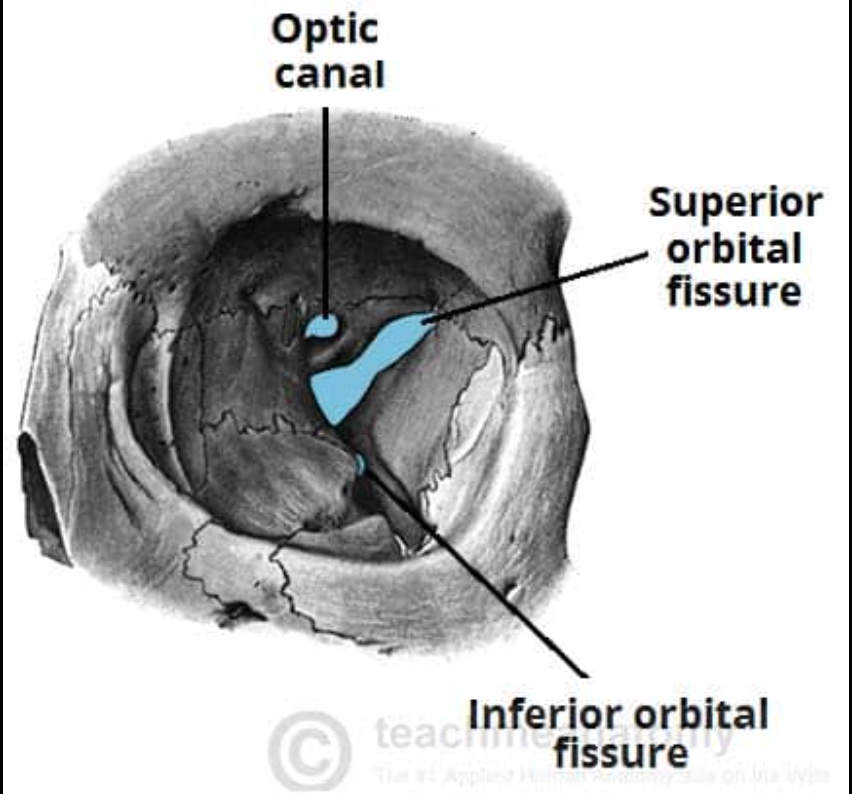 the bony socket that surrounds and protects each eyeball