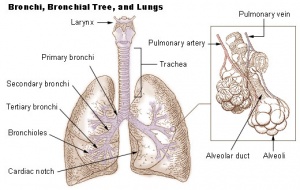 <ul><li><p>Trachea</p></li><li><p>Right + left primary bronchi</p></li><li><p>Secondary bronchi 2x left, 3x right</p></li><li><p>Bronchioles</p></li><li><p>Terminal bronchioles</p></li><li><p>Respiratory bronchioles</p></li><li><p>Alveoli</p></li></ul><p></p>
