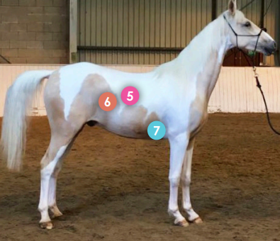 <p>15th-17th ICS on right dorsal side (May vary i guess?)</p><p>See 5</p>