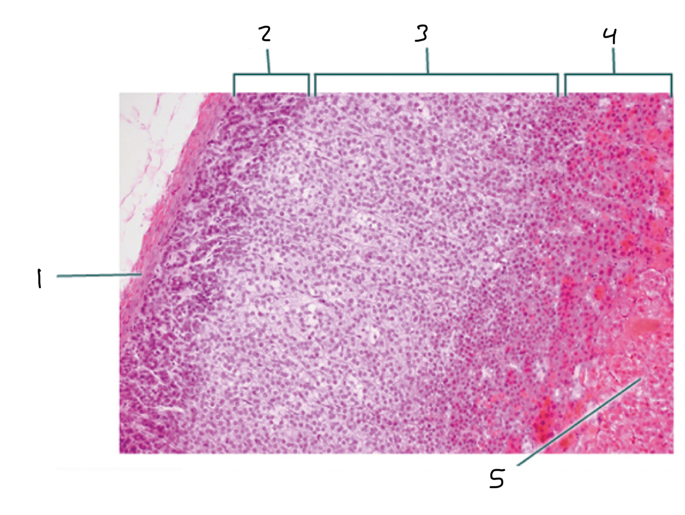<p>4</p>